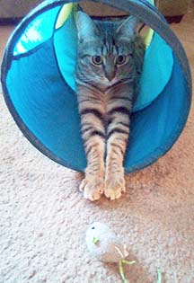 Enlarge Cricket, a Adoptable Domestic Short Hair in Tiburon, CA image 3/3