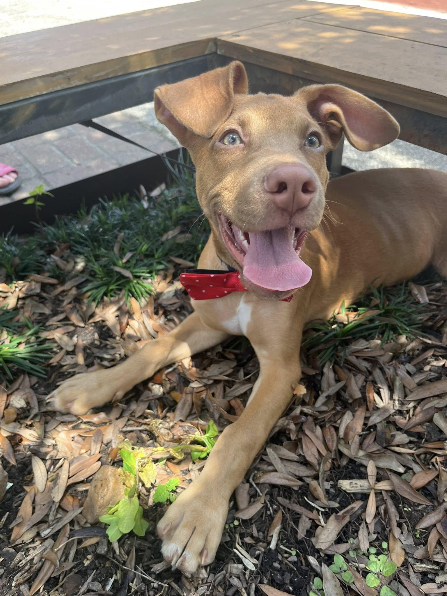 Herbie, Adopted, Young Male Vizsla.