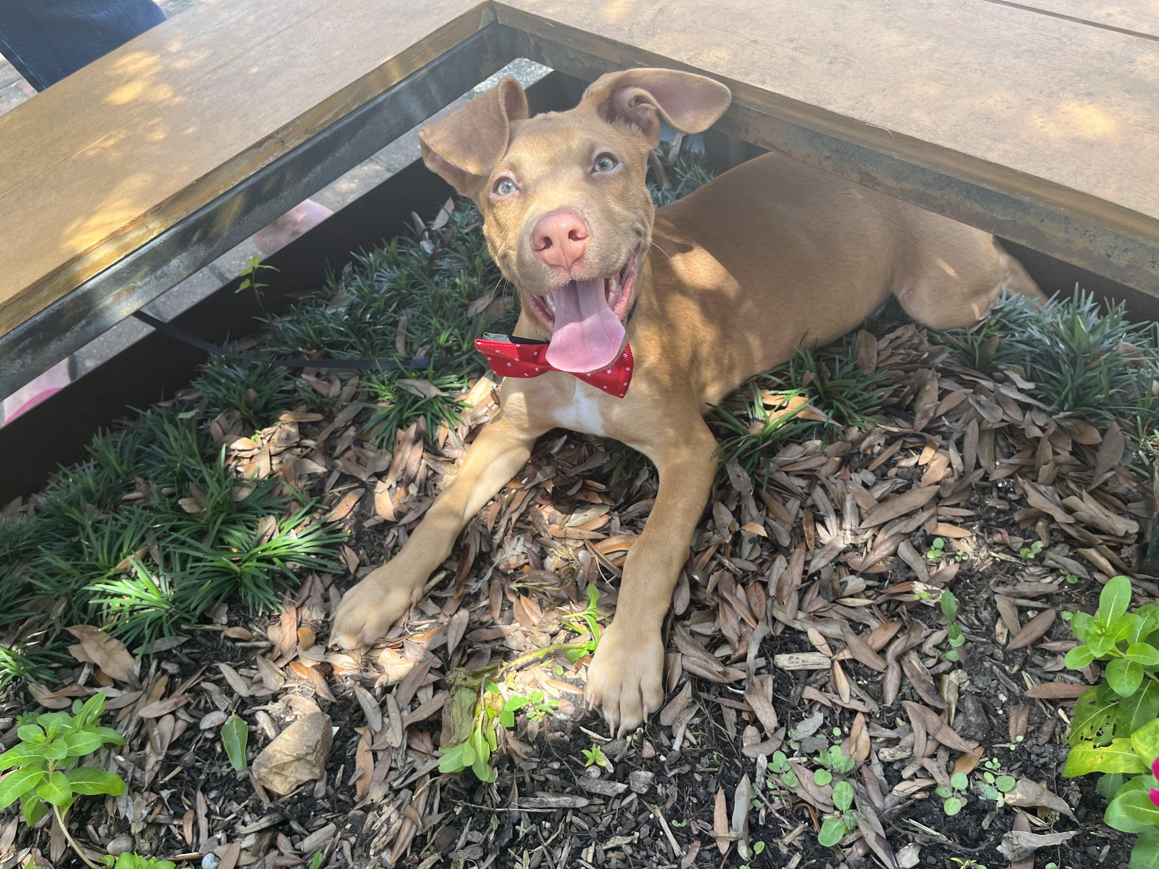 Herbie, Adoptable, Young Male Vizsla.