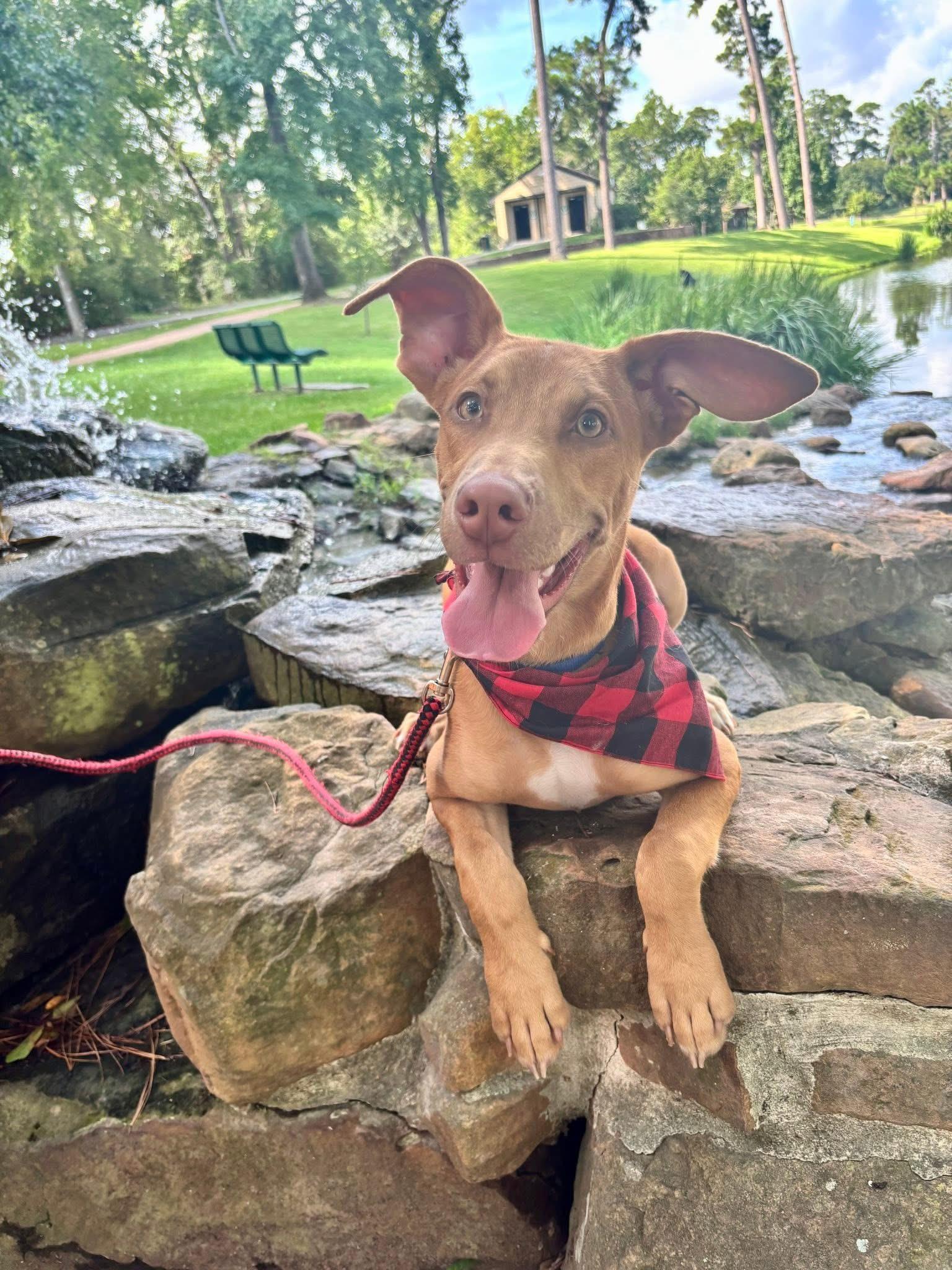Herbie, an adoptable Vizsla in Houston, TX, 77074 | Photo Image 1