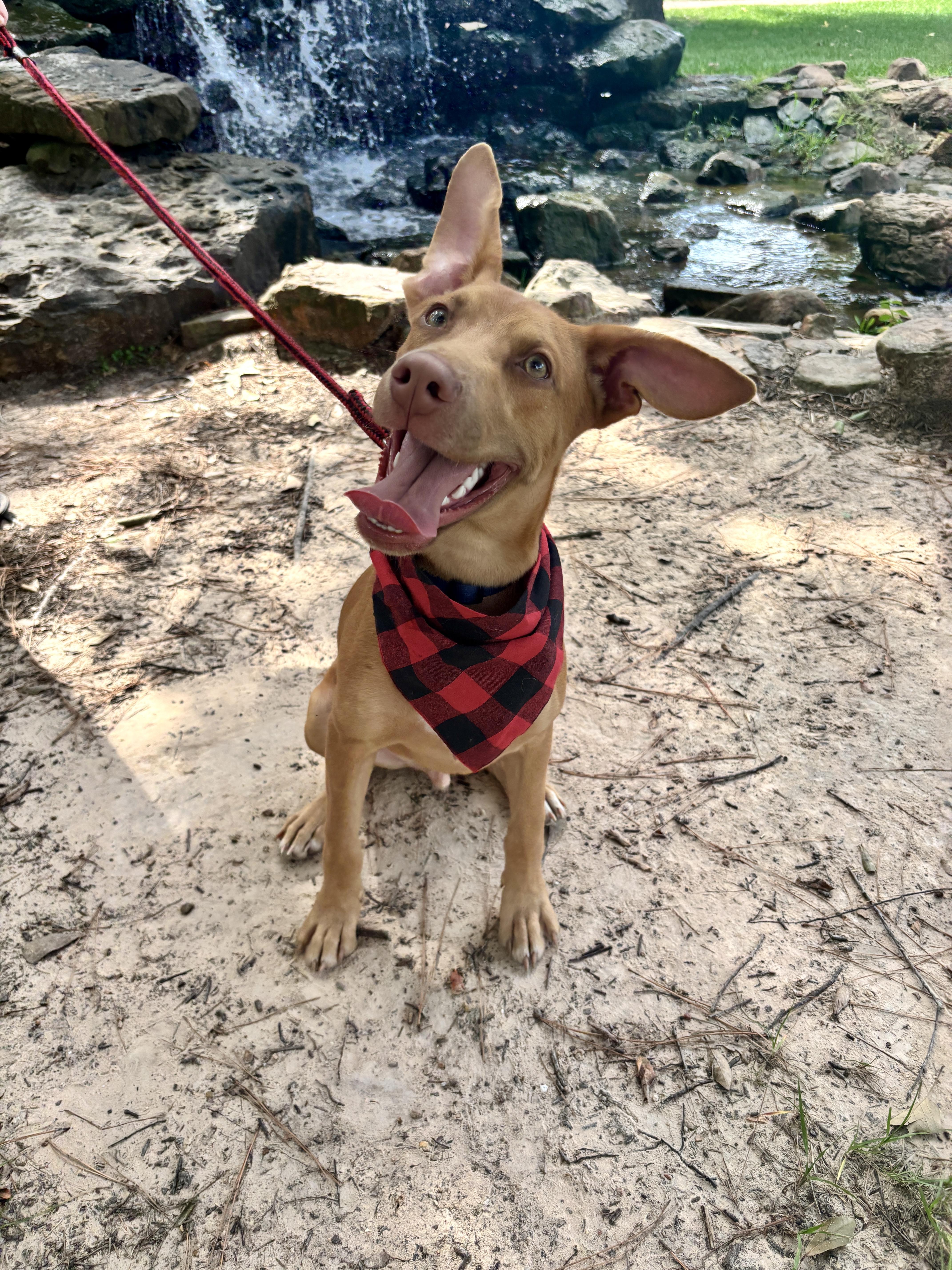 Enlarge Herbie, a Adopted mixed breed in Houston, TX image 4/6