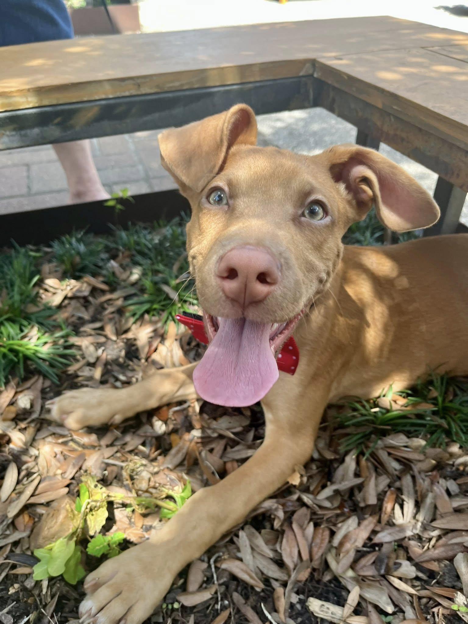 Enlarge Herbie, a Adopted mixed breed in Houston, TX image 5/6