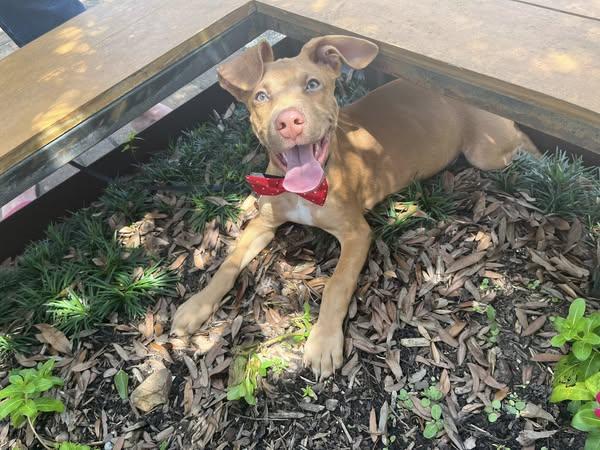 Enlarge Herbie, a Adopted mixed breed in Houston, TX image 6/6