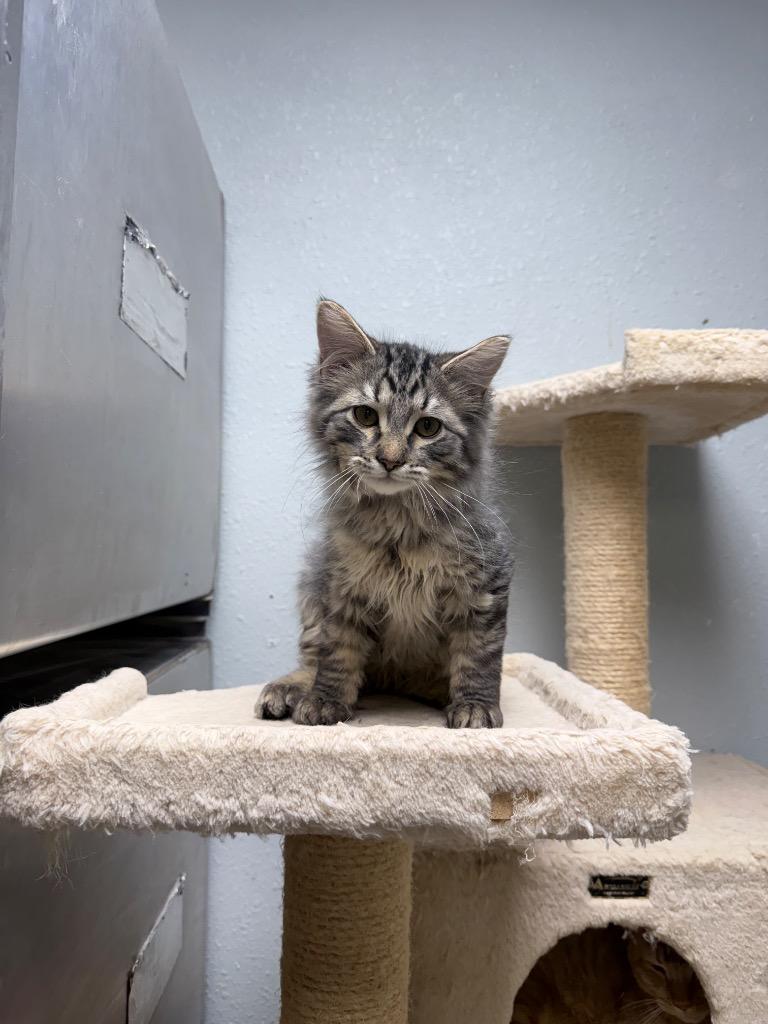 Enlarge Archie, a Adopted mixed breed in Pratt, KS image 1/1