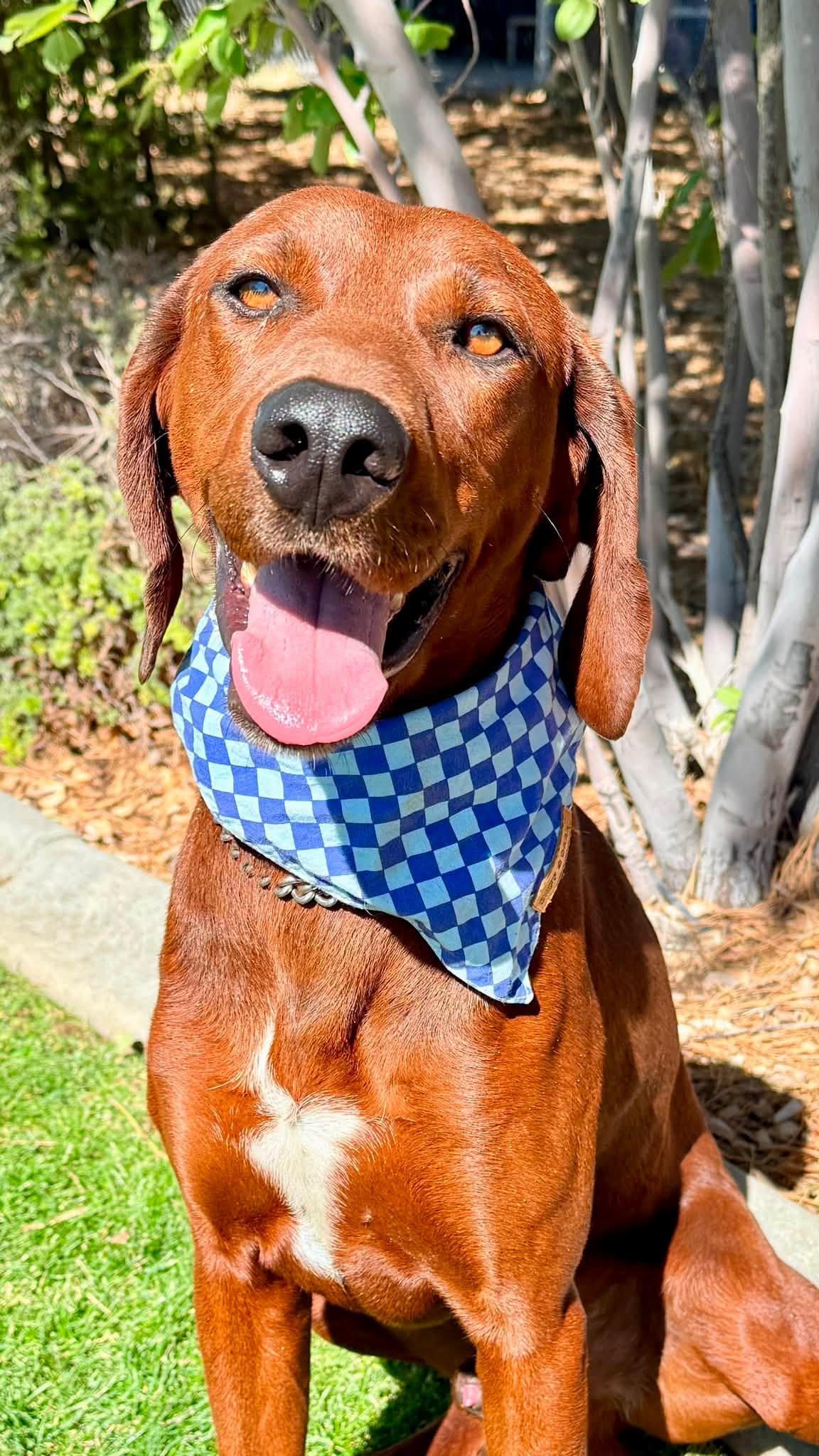 Enlarge Cope, a ADOPTABLE Redbone Coonhound in Gardnerville, NV image 1/1
