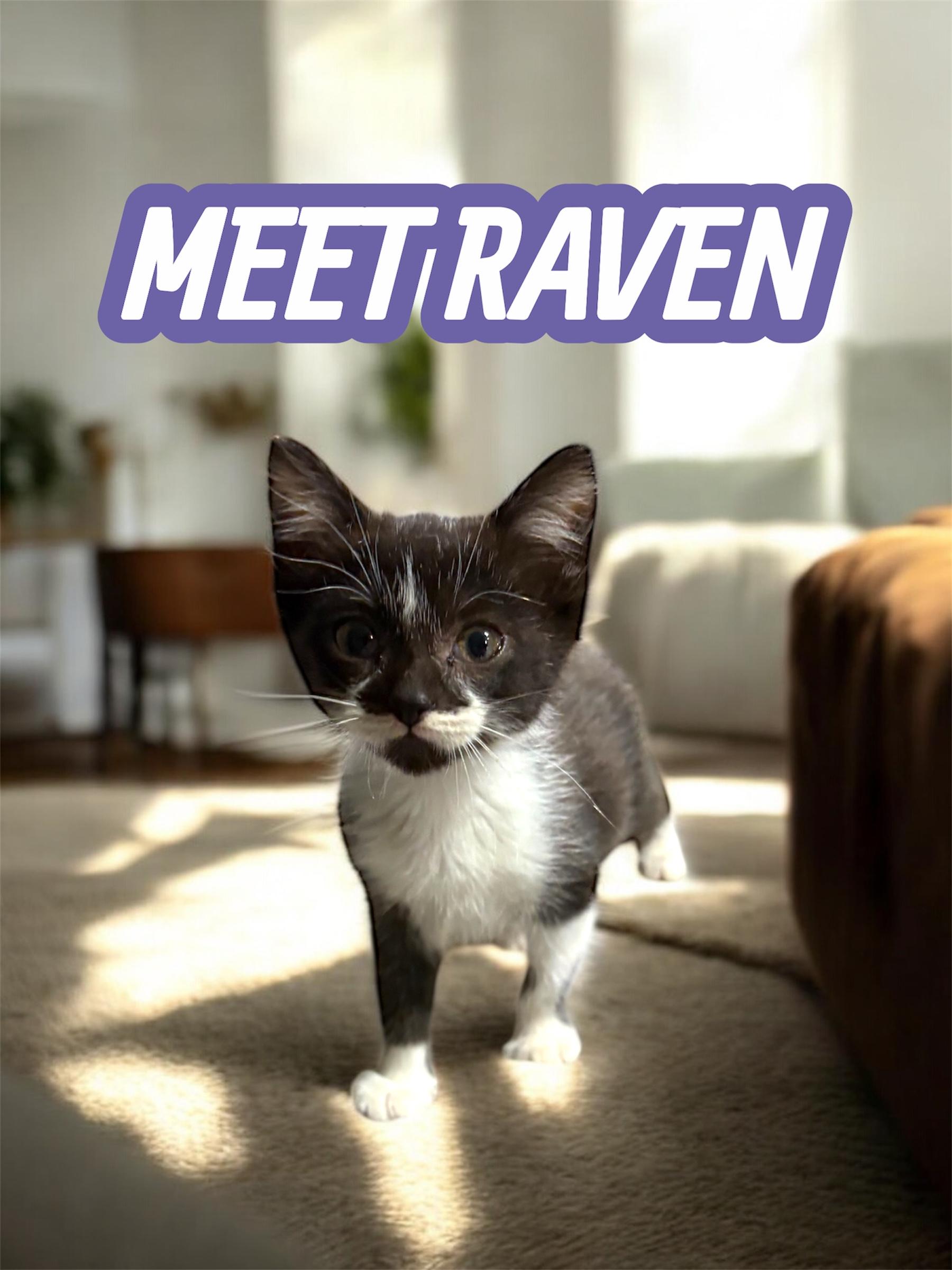 Raven , ADOPTABLE, Young Female Domestic Short Hair.
