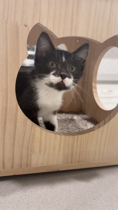 Enlarge Raven , a ADOPTABLE Domestic Short Hair in Boca Raton, FL video 2/2