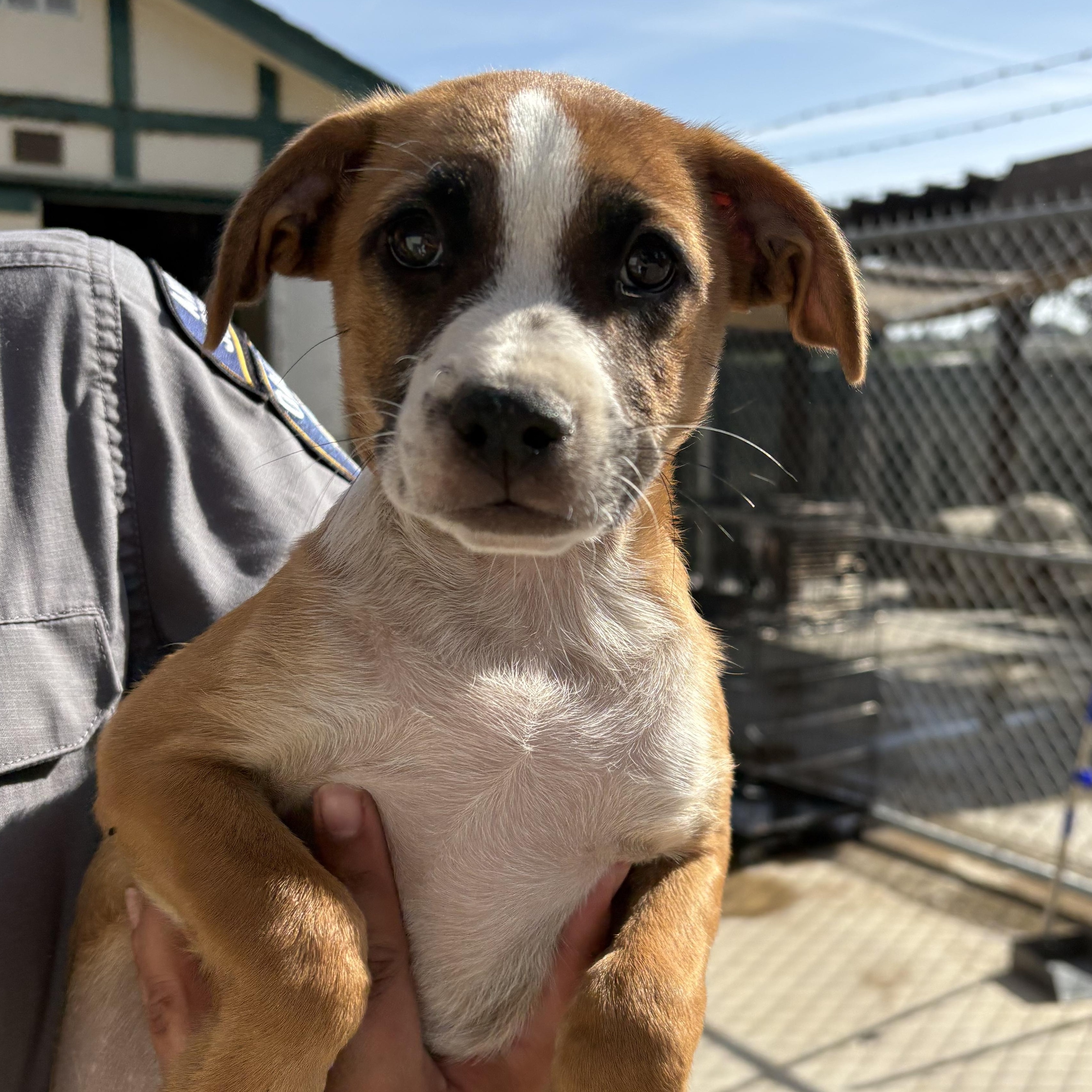 Freddy, ADOPTABLE, Puppy Male Boxer.