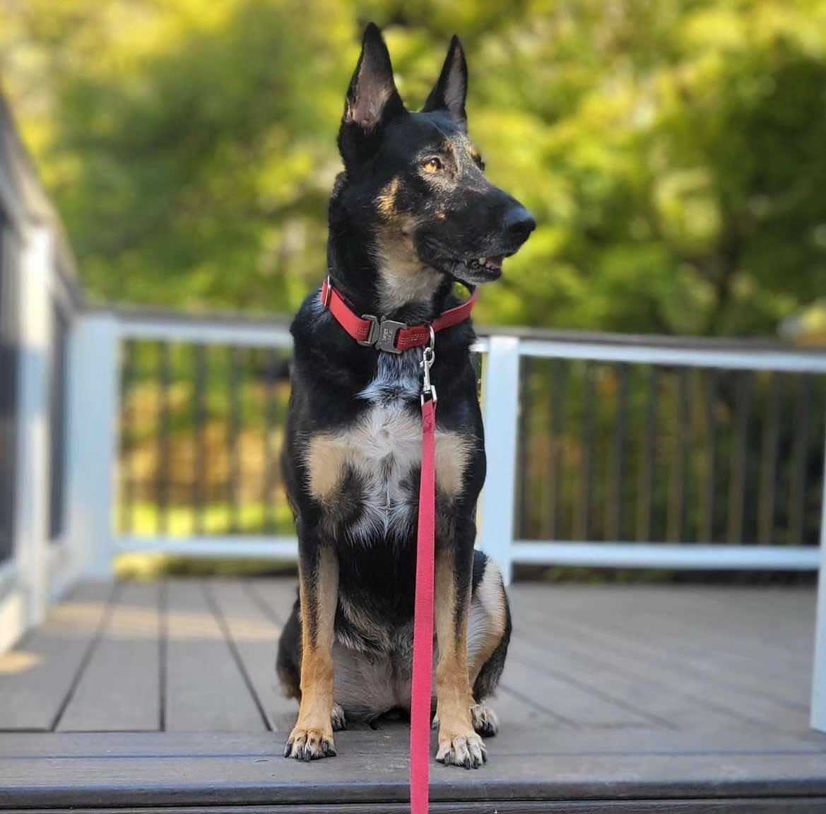 Enlarge Gigi, a Adoptable Belgian Shepherd / Malinois in Vancouver, WA image 3/6