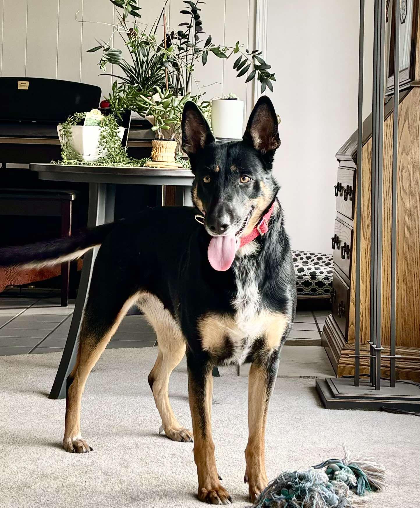 Enlarge Gigi, a Adoptable Belgian Shepherd / Malinois in Vancouver, WA image 4/6