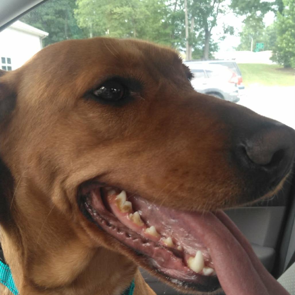 Nilla Wafers, Adoptable, Adult Female Labrador Retriever & Beagle.