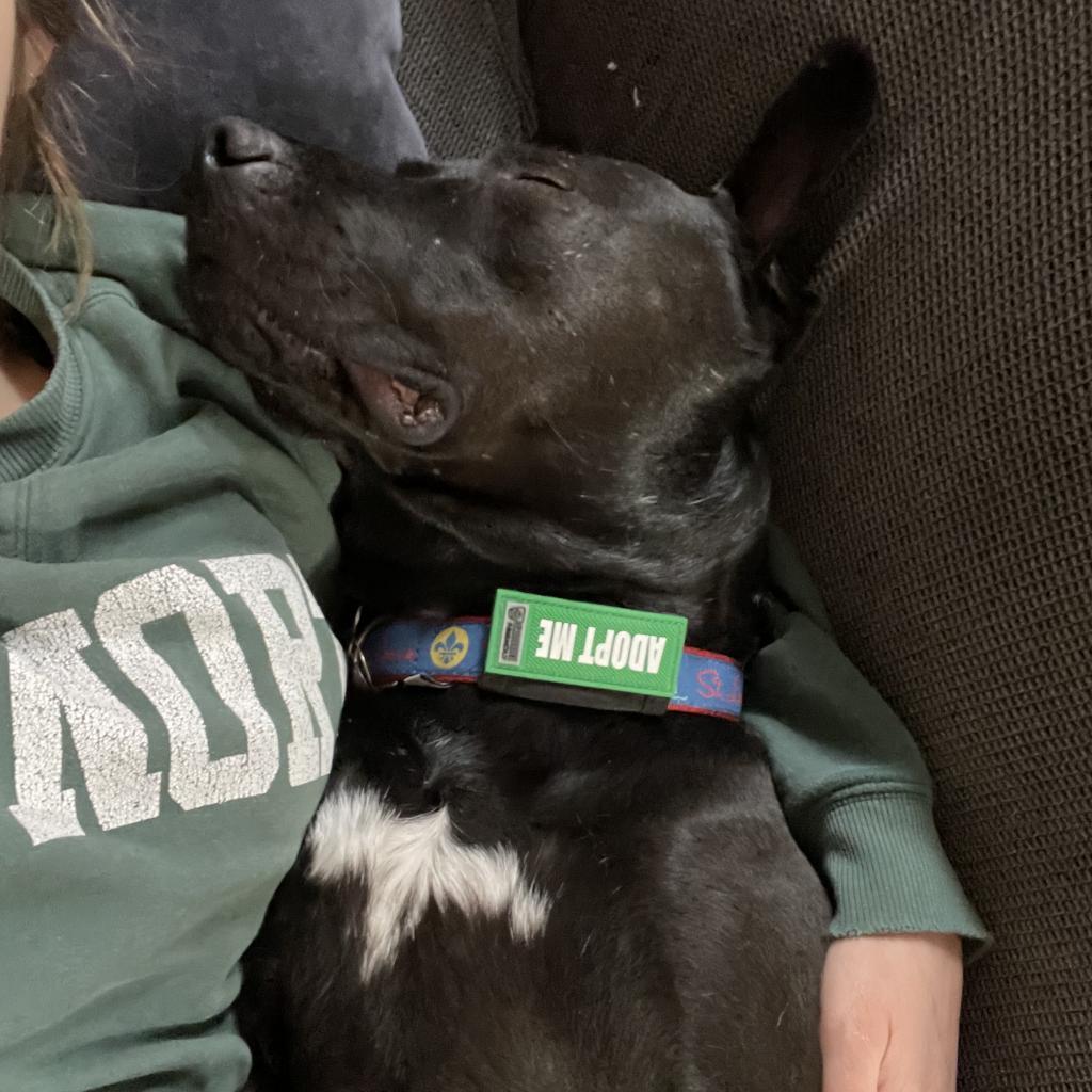 Amity, a Adoptable Terrier in St. Louis, MO image 1/6