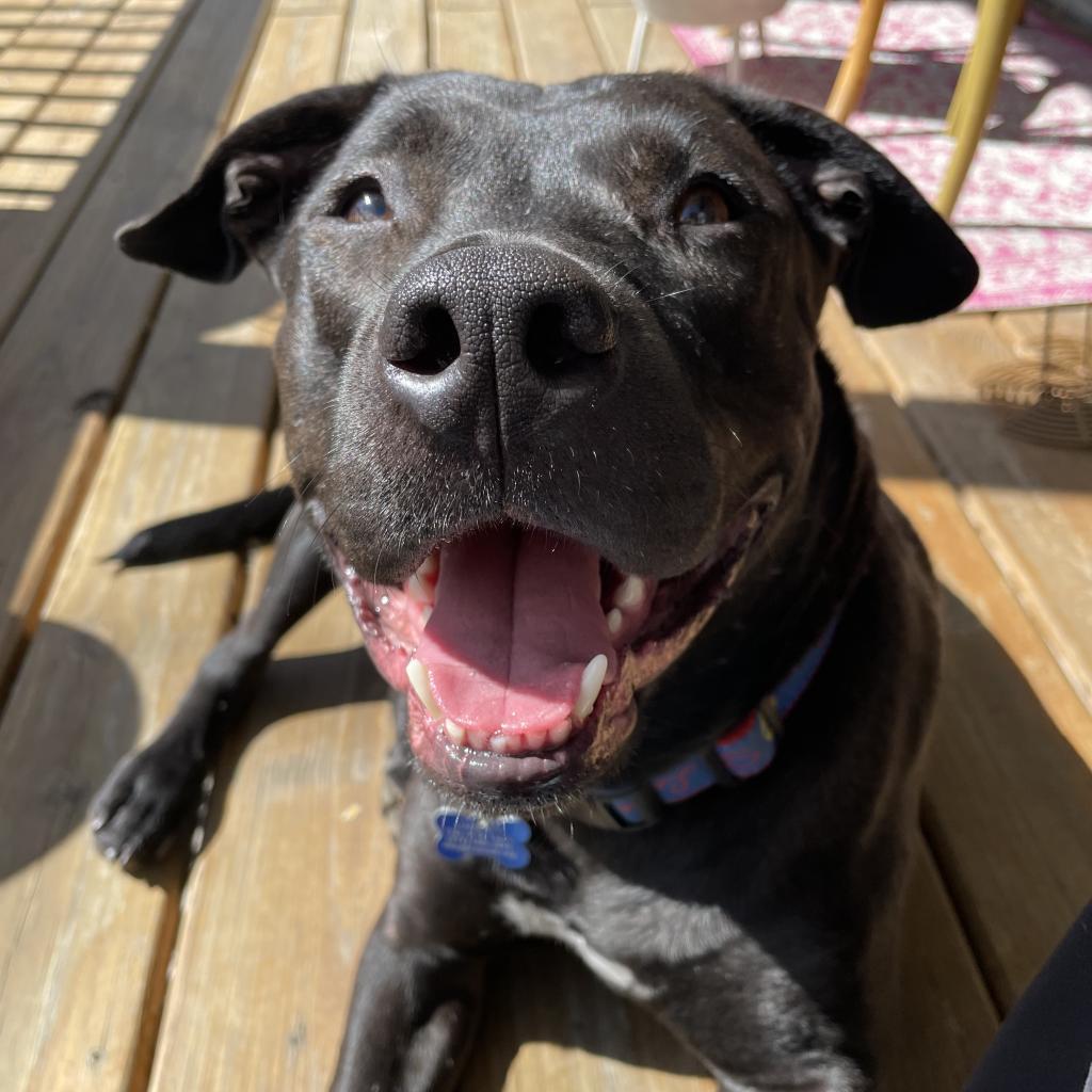 Amity, a Adoptable Terrier in St. Louis, MO image 2/6