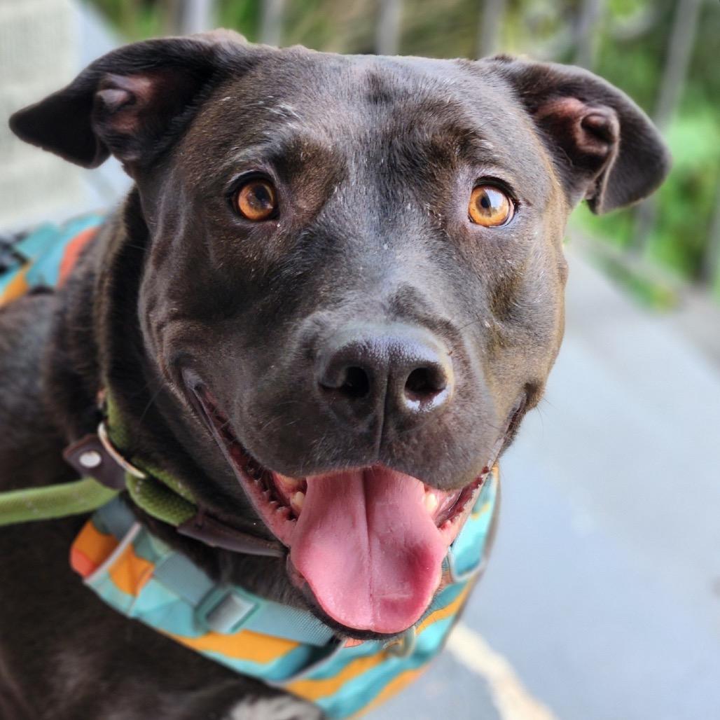Enlarge Amity, a Adoptable Terrier in St. Louis, MO image 3/6