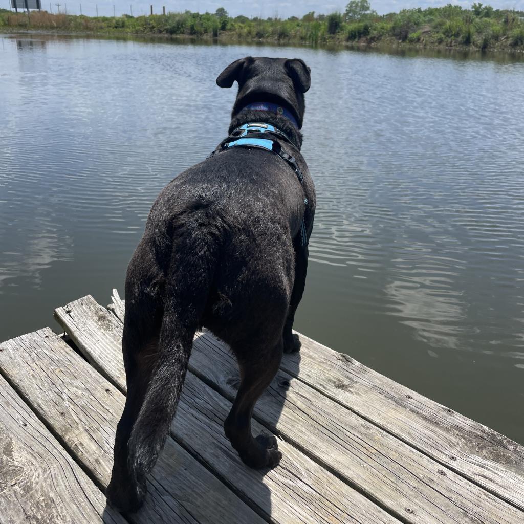 Amity, a Adoptable Terrier in St. Louis, MO image 3/6