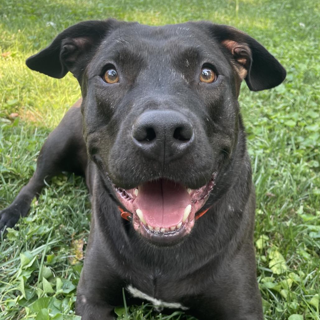 Amity, a Adoptable Terrier in St. Louis, MO image 4/6