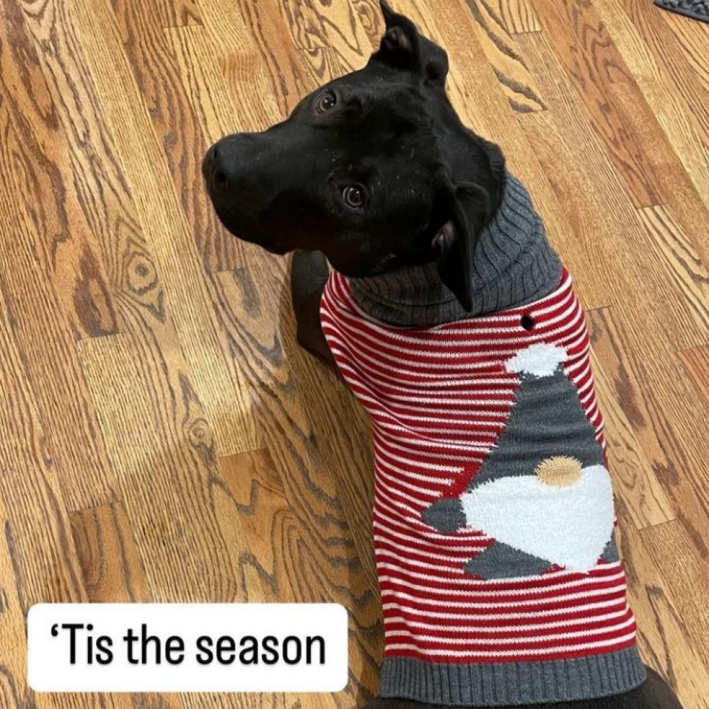 Amity, a Adoptable Terrier in St. Louis, MO image 5/6