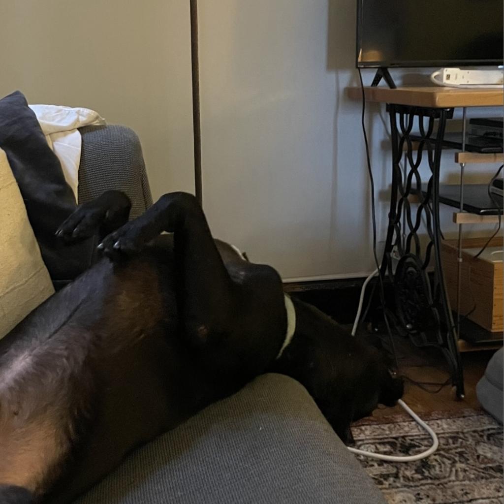 Amity, a Adoptable Terrier in St. Louis, MO image 6/6