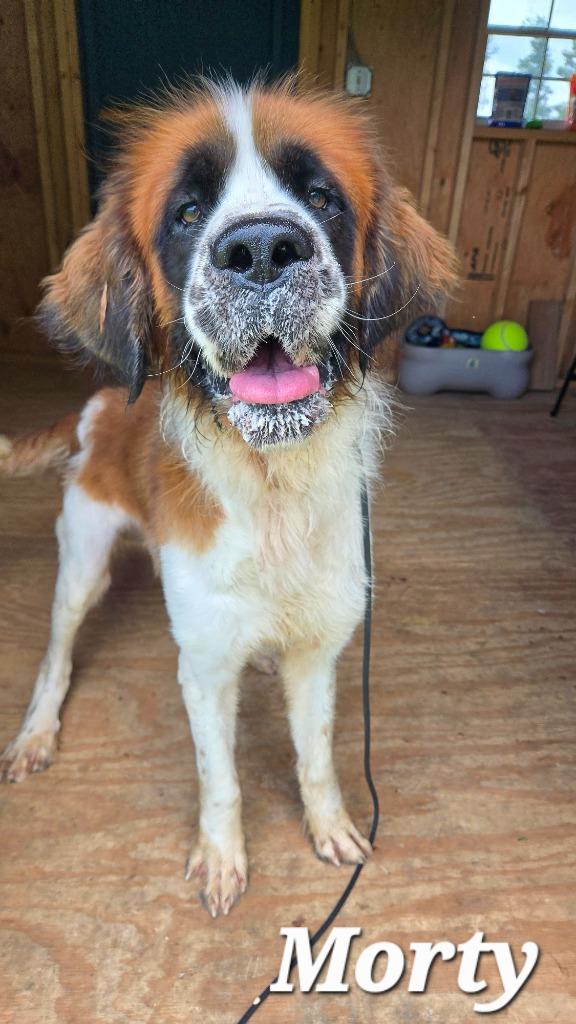 Morty Yrly 251, Adoptable, Young Male Saint Bernard.