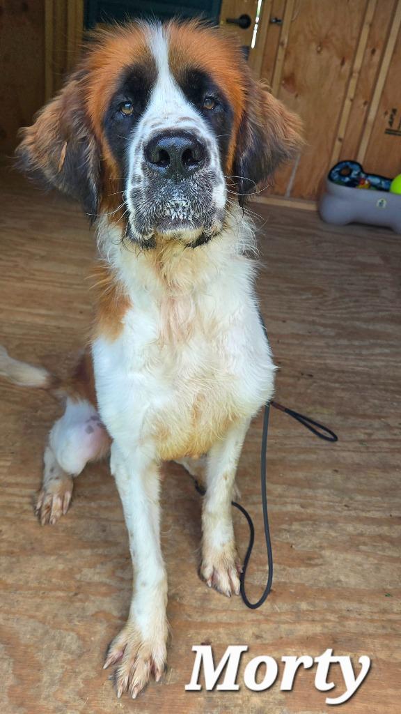 Morty Yrly 251, a Adoptable Saint Bernard in Sidney, OH image 2/5