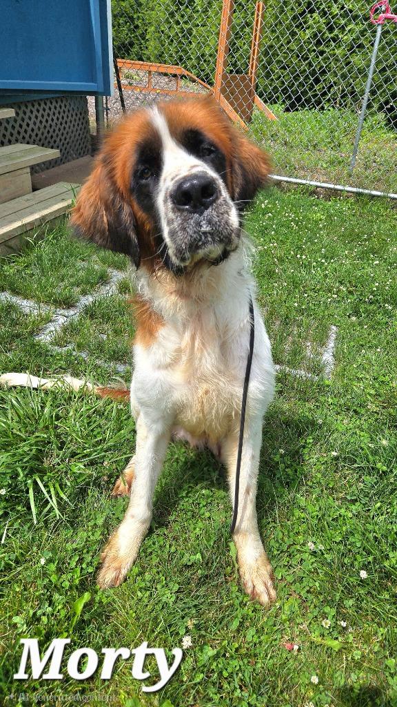Morty Yrly 251, a Adoptable Saint Bernard in Sidney, OH image 3/5