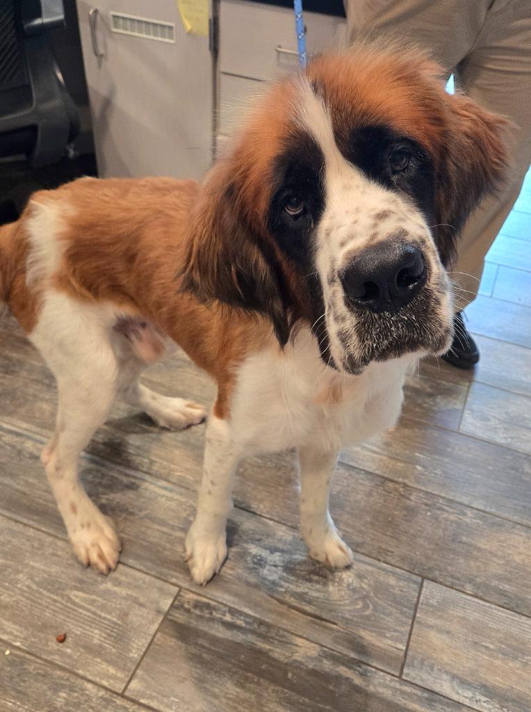 Morty Yrly 251, a Adoptable Saint Bernard in Sidney, OH image 4/5