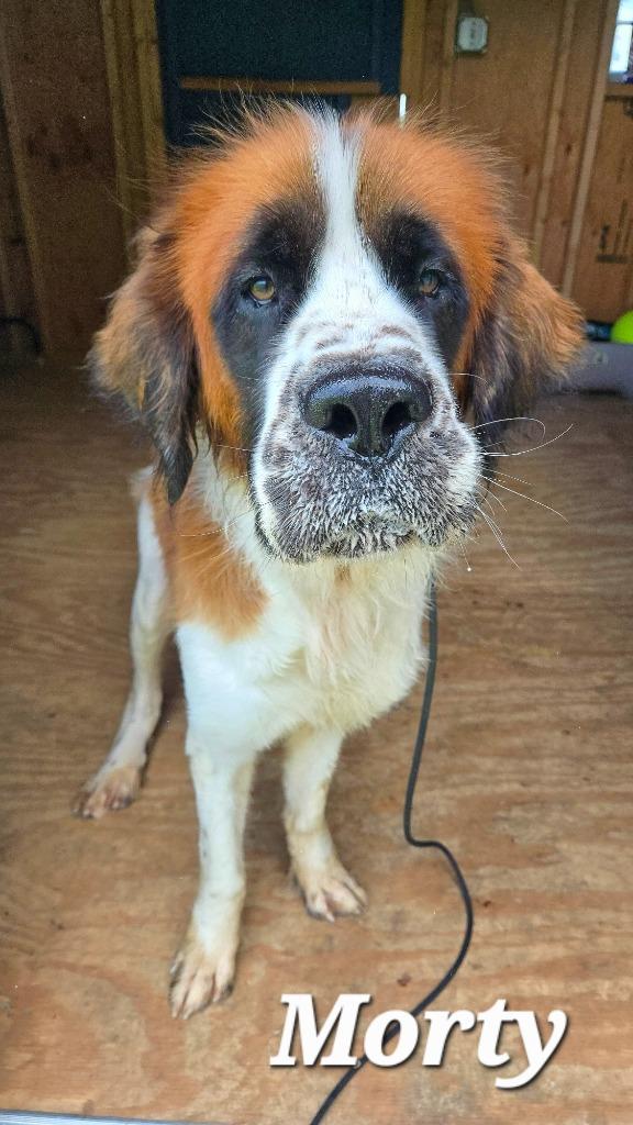 Morty Yrly 251, a Adoptable Saint Bernard in Sidney, OH image 5/5