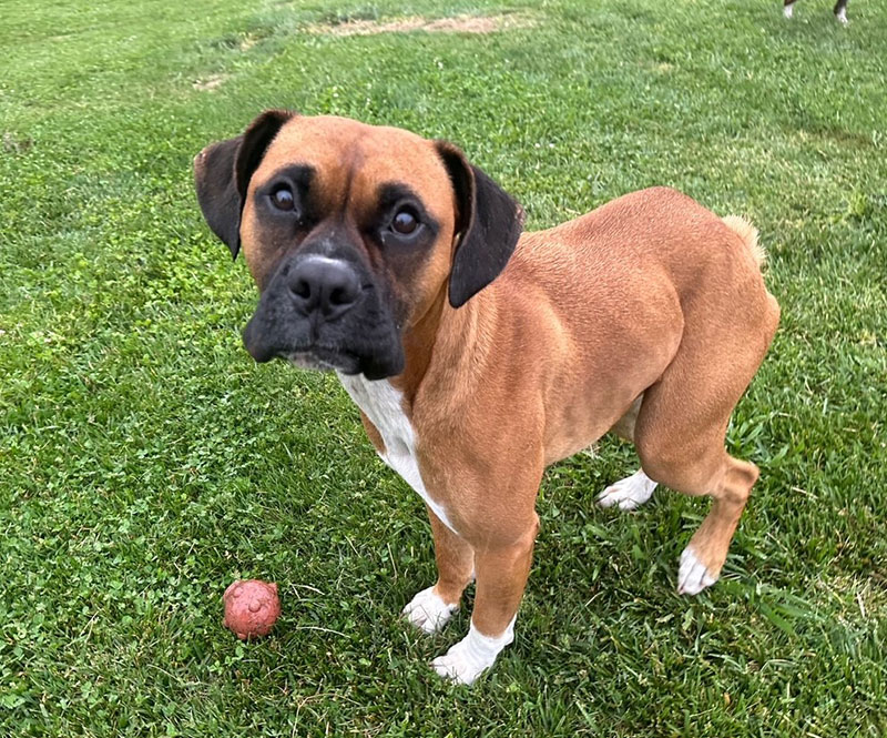 Enlarge Bingo, a Adoptable Boxer in Davis, CA image 3/6