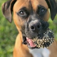 Enlarge Bingo, a Adoptable Boxer in Davis, CA image 4/6
