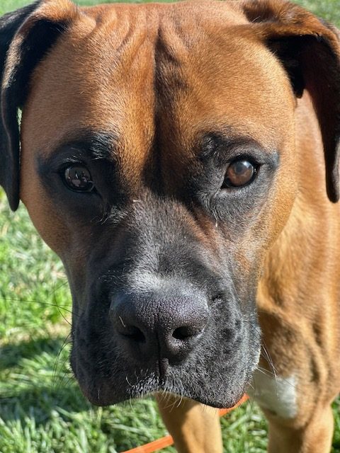 Enlarge Bingo, a Adoptable Boxer in Davis, CA image 5/6