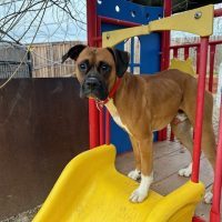 Enlarge Bingo, a Adoptable Boxer in Davis, CA image 2/6