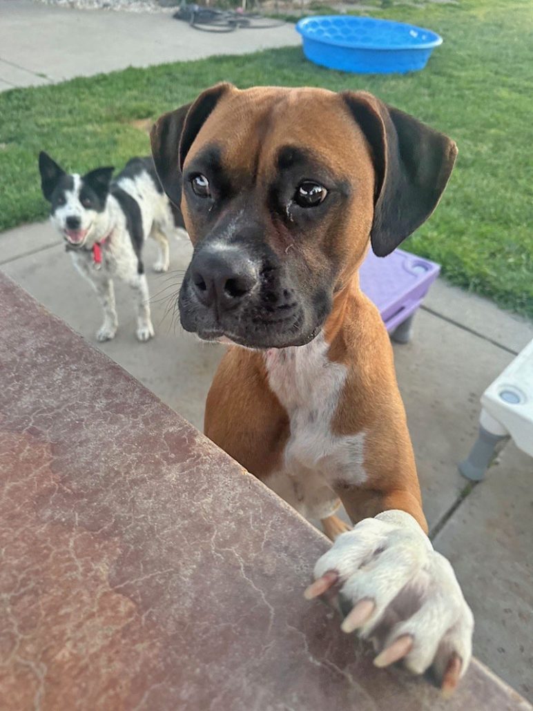 Enlarge Bingo, a Adoptable Boxer in Davis, CA image 1/6