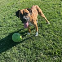 Enlarge Bingo, a Adoptable Boxer in Davis, CA image 6/6