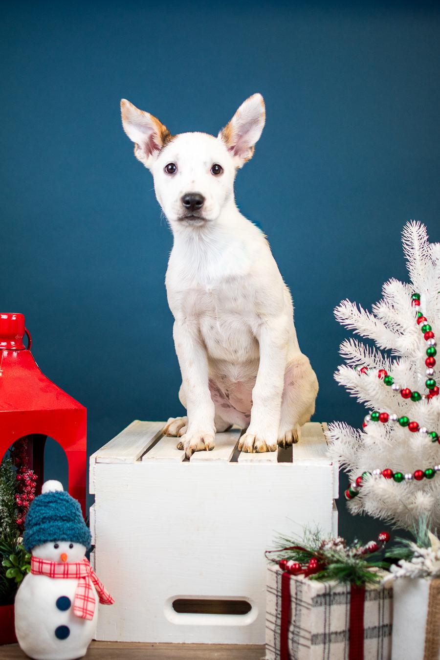 Enlarge 1059-25, a ADOPTABLE mixed breed in Brighton, CO image 1/1
