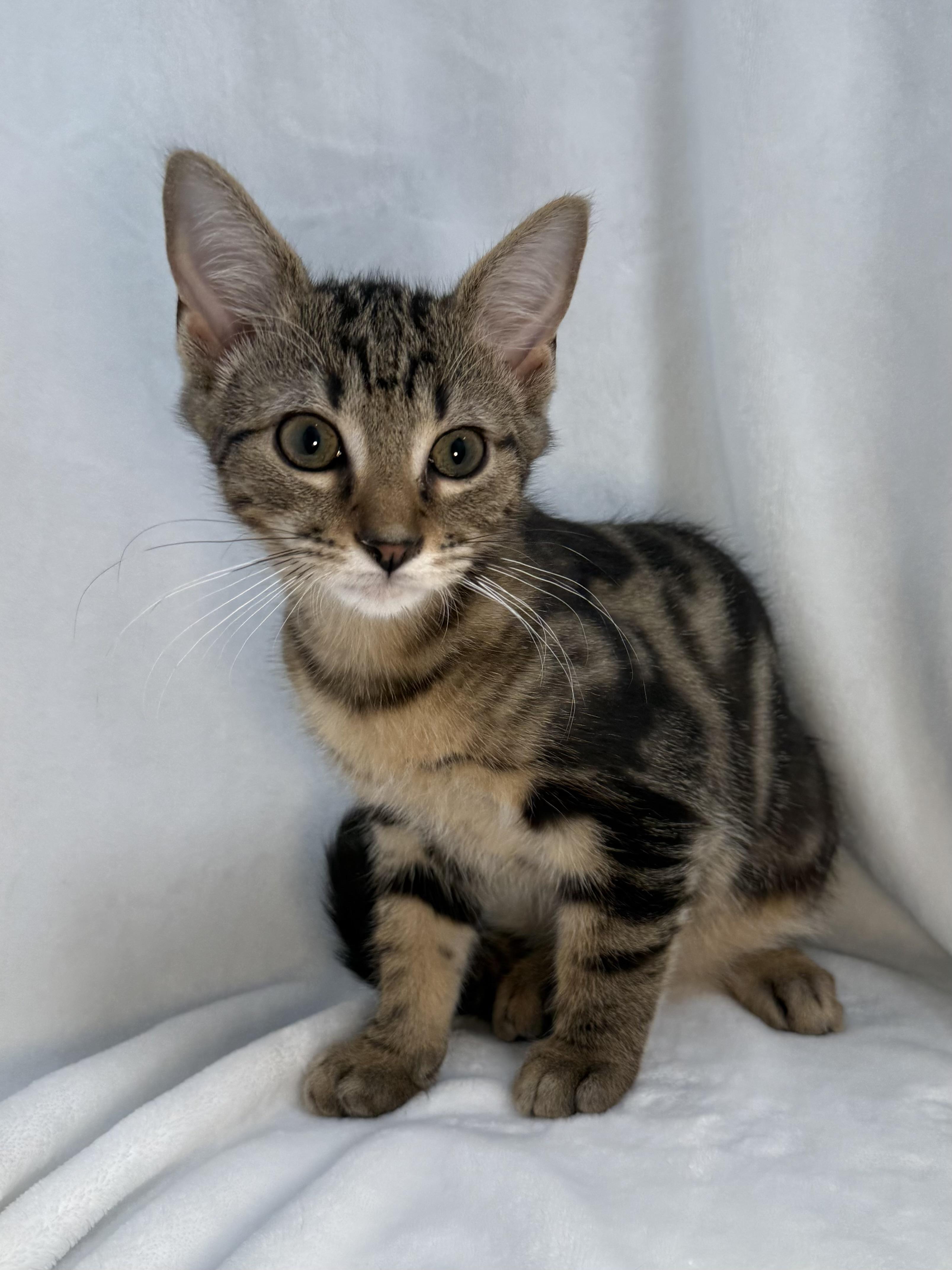 Enlarge Chip, a ADOPTABLE mixed breed in Greensboro, NC image 2/6