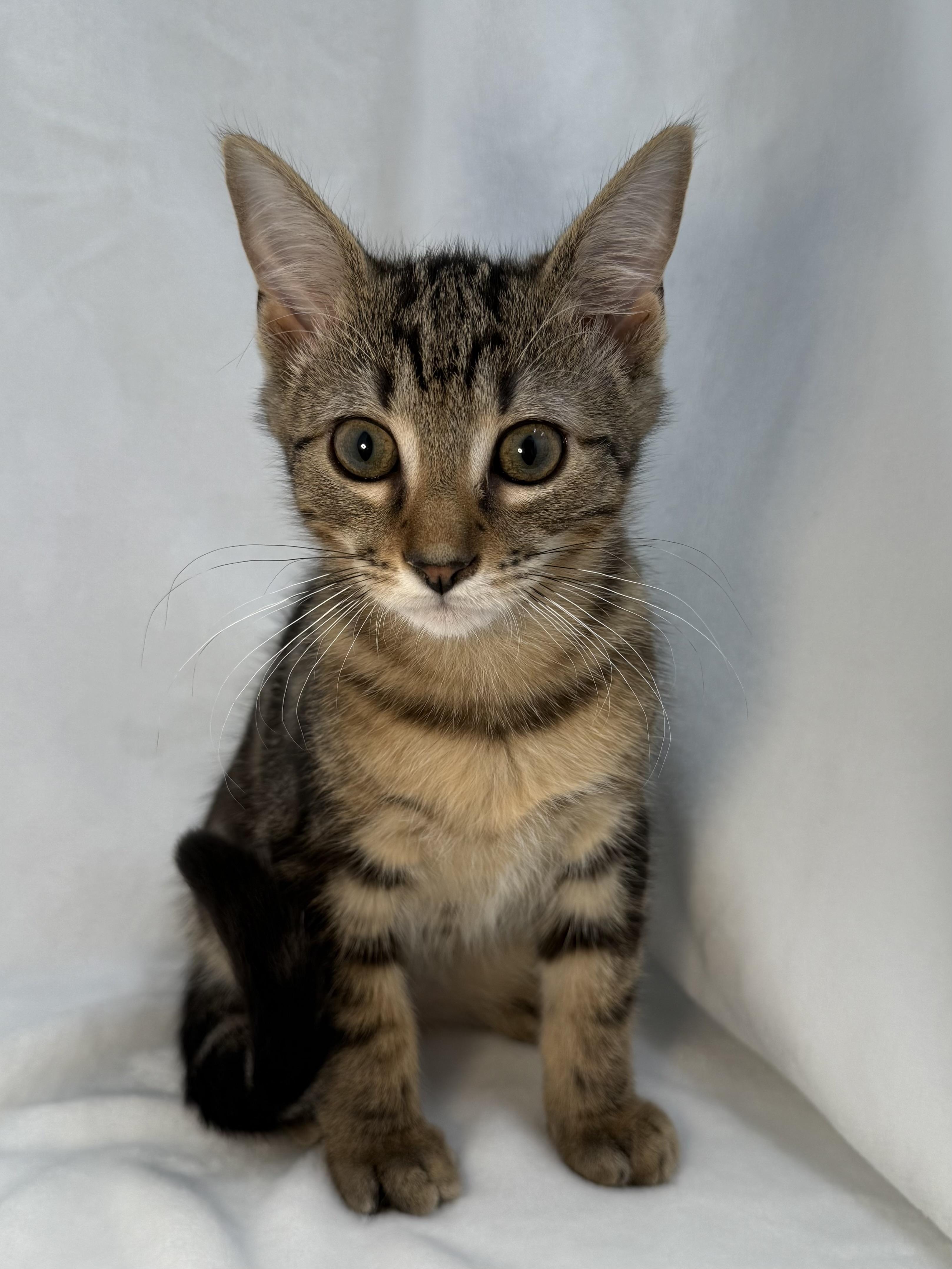 Enlarge Chip, a ADOPTABLE mixed breed in Greensboro, NC image 3/6