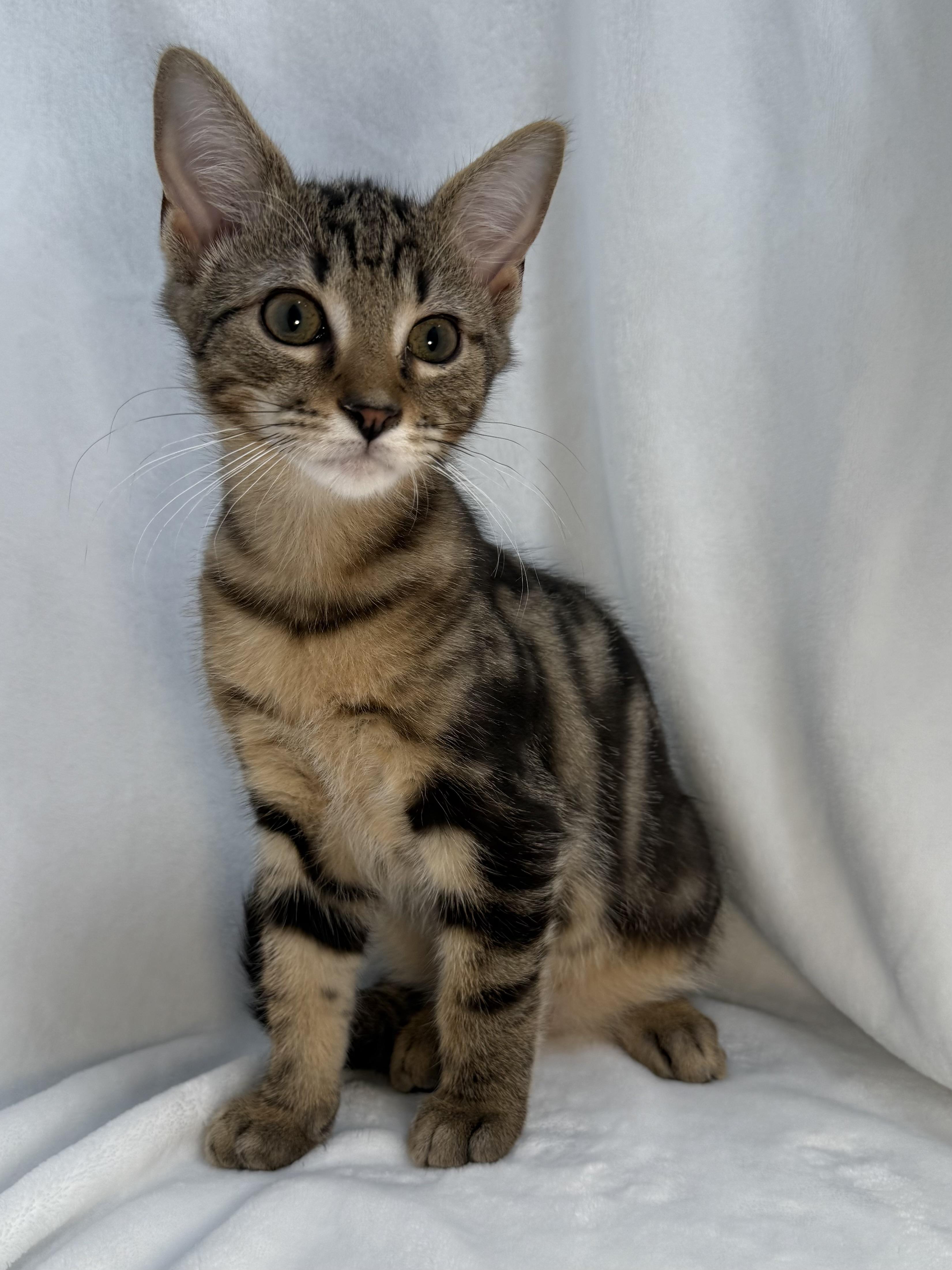 Enlarge Chip, a ADOPTABLE mixed breed in Greensboro, NC image 4/6