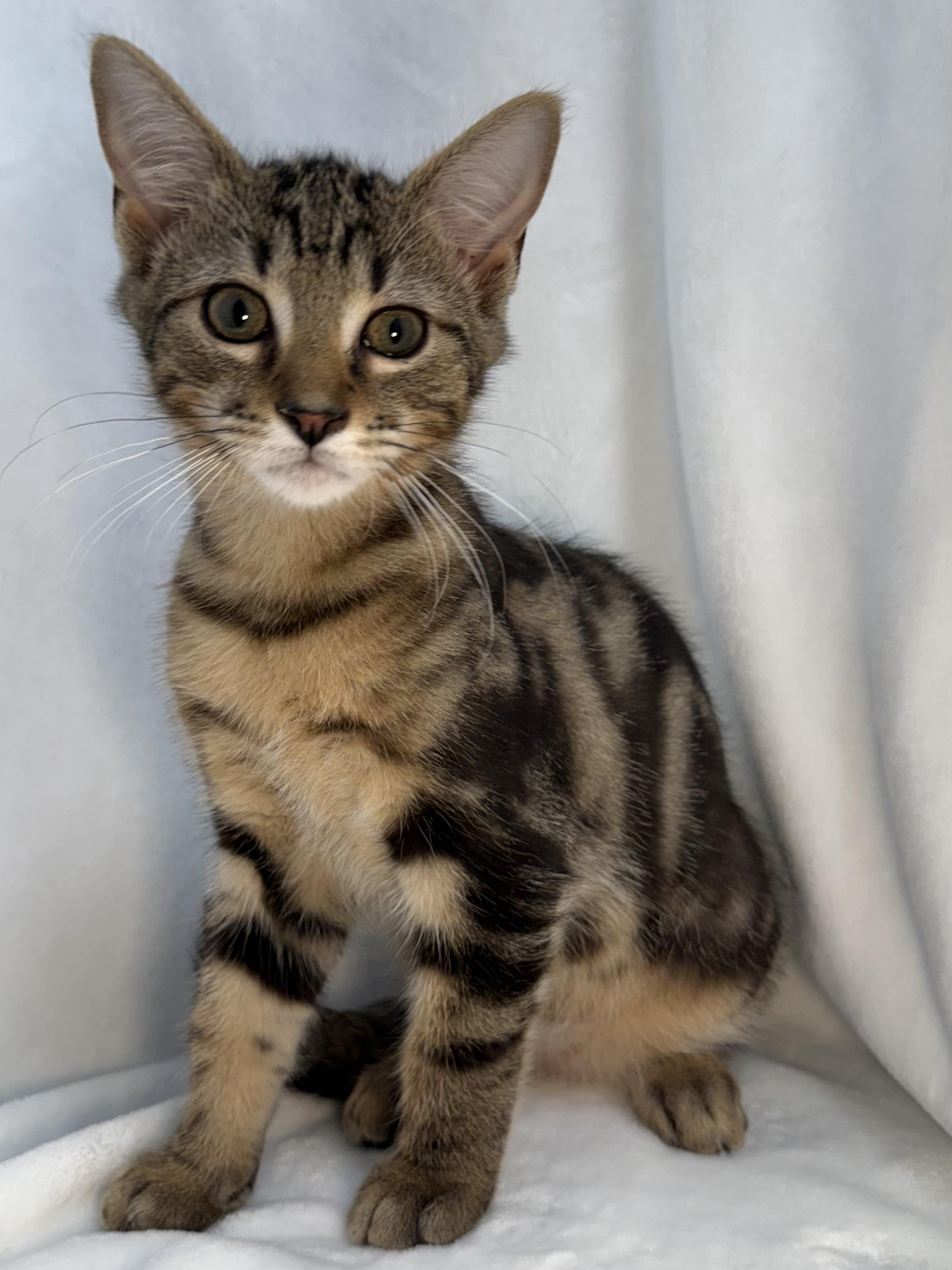 Chip, ADOPTABLE, Kitten Male Domestic Short Hair & Tabby.