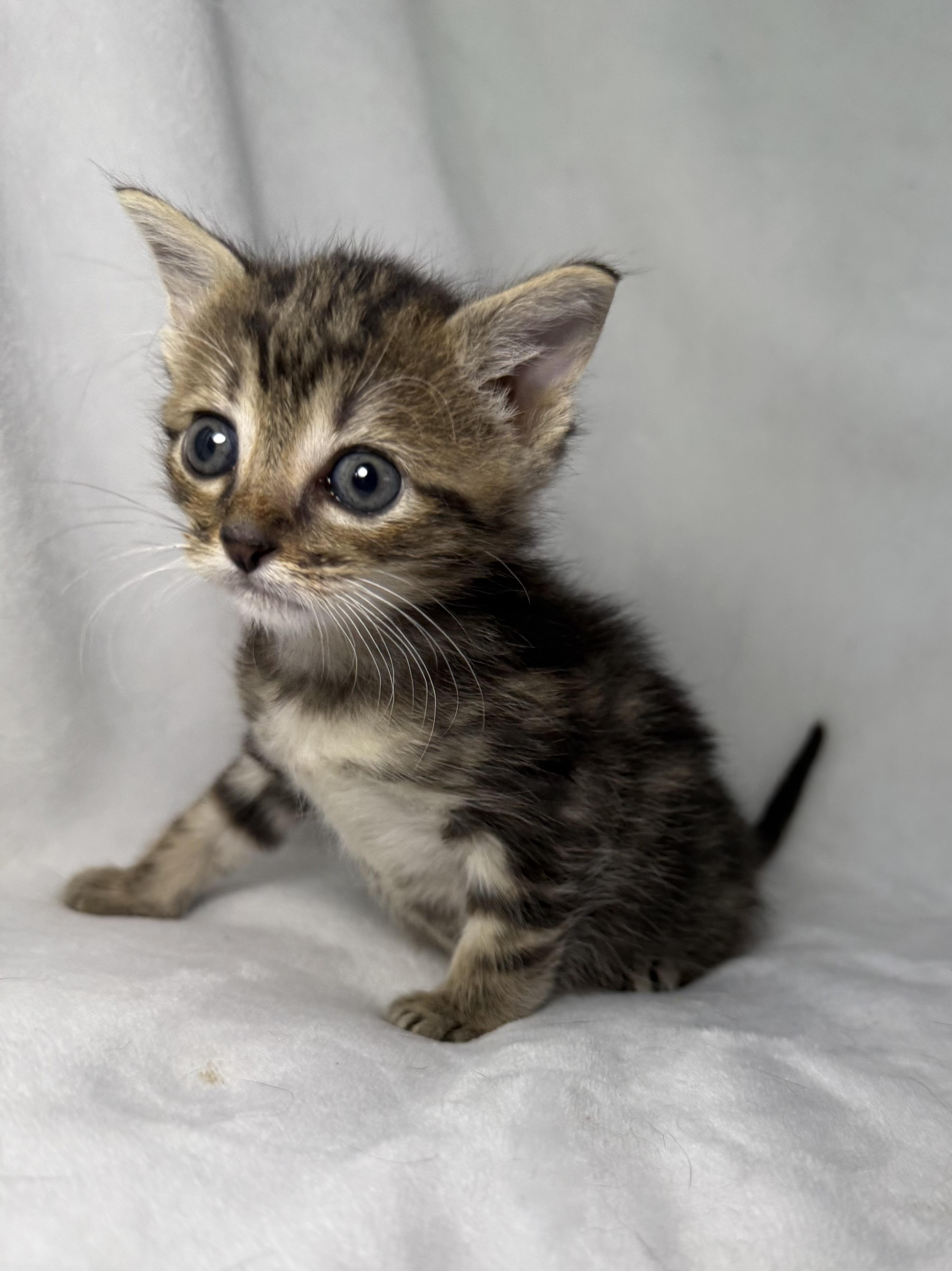 Enlarge Chip, a ADOPTABLE mixed breed in Greensboro, NC image 5/6