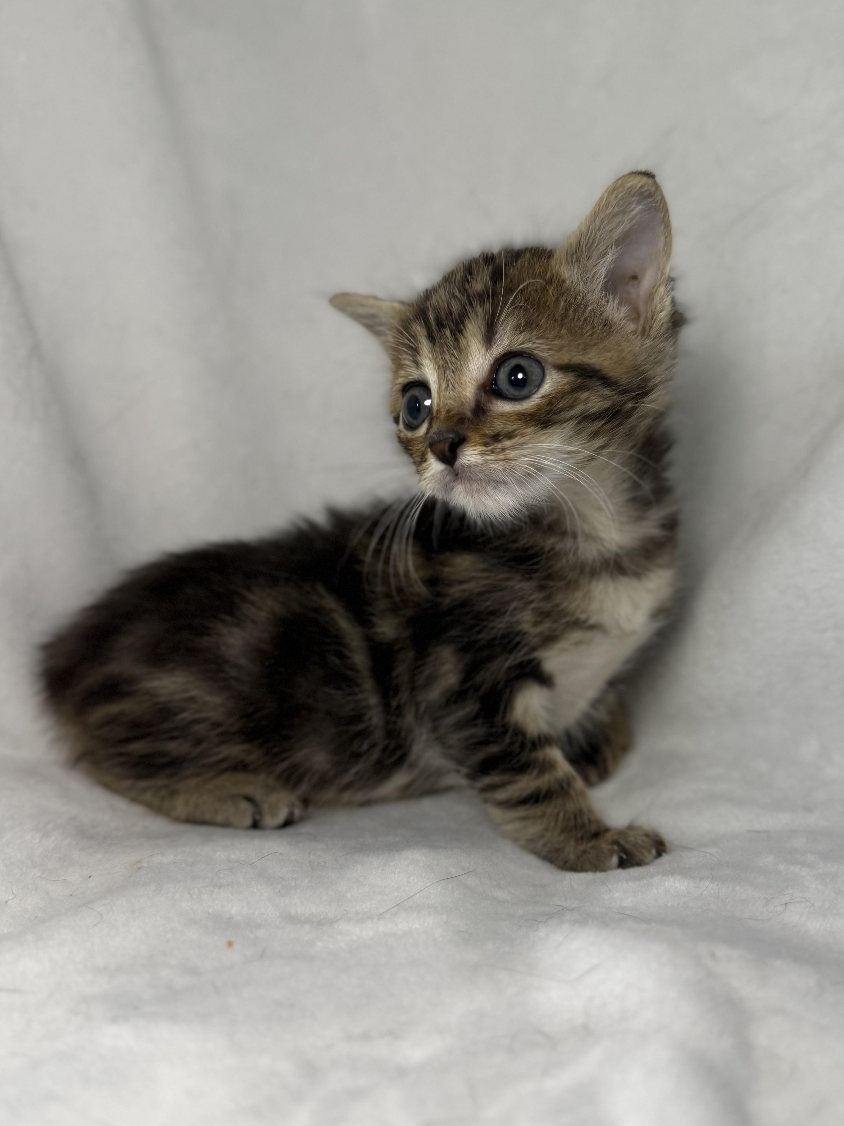 Enlarge Chip, a ADOPTABLE mixed breed in Greensboro, NC image 6/6