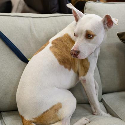 Enlarge CHARMELEON, a Adoptable Mixed Breed in Fernandina Beach, FL image 2/4