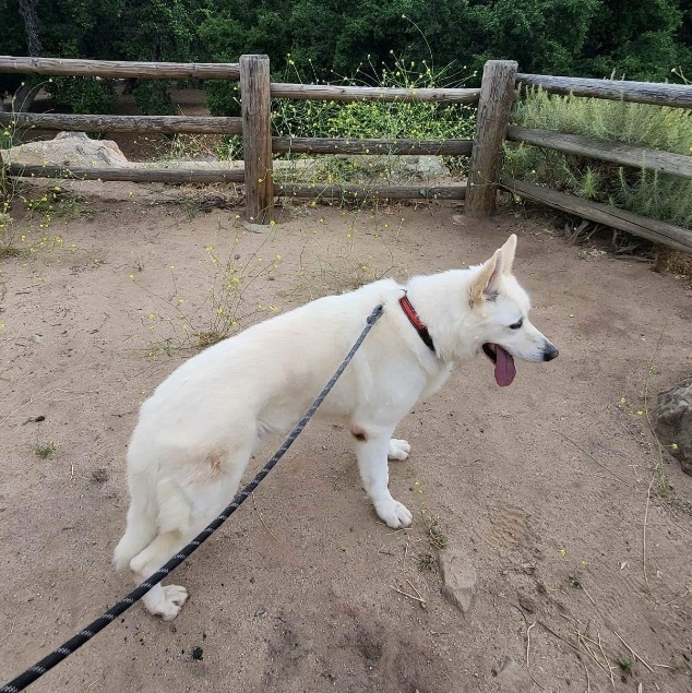 Toby, Adopted, Adult Male German Shepherd Dog.