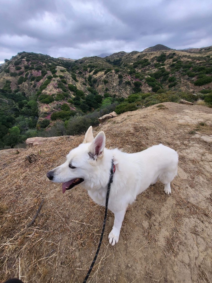 Enlarge Toby, a Adopted German Shepherd Dog in Corona, CA image 2/6