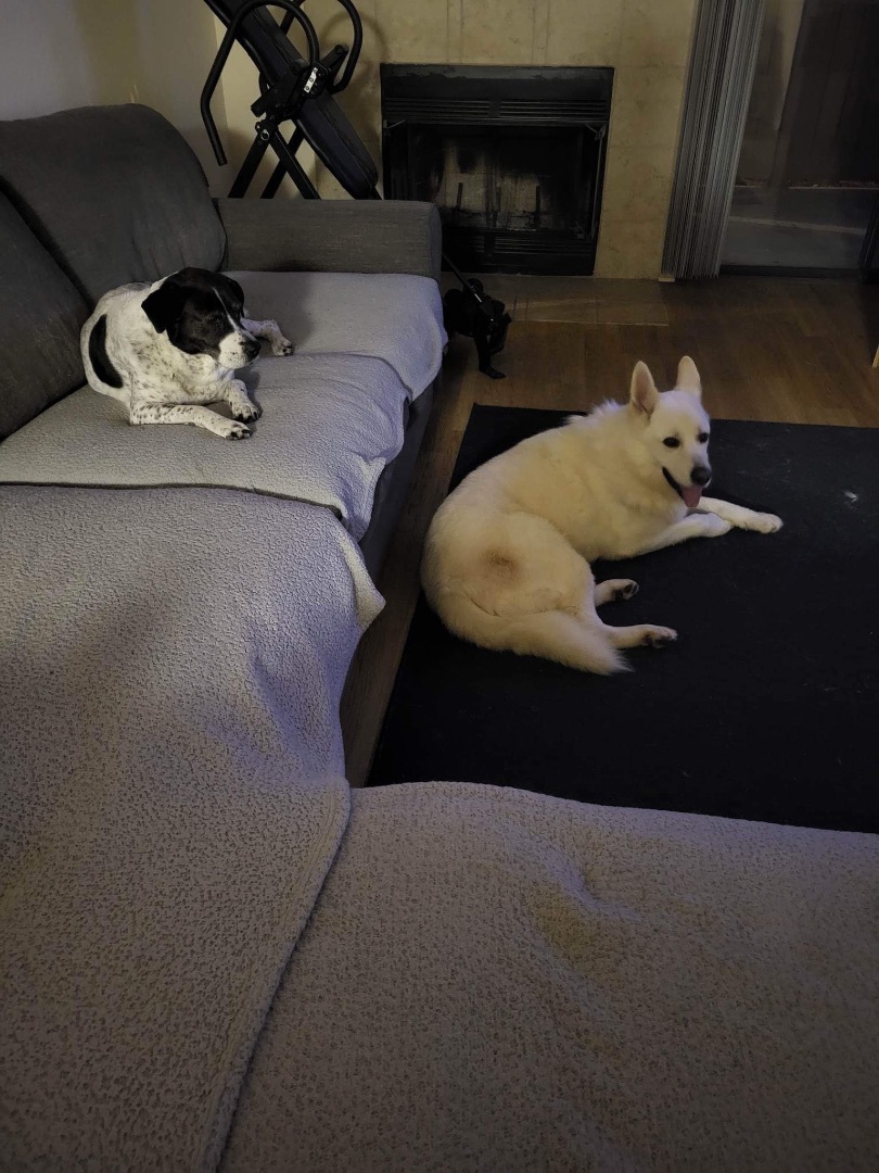 Enlarge Toby, a Adopted German Shepherd Dog in Corona, CA image 3/6