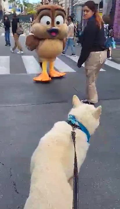 Enlarge Toby, a Adopted German Shepherd Dog in Corona, CA video 4/6