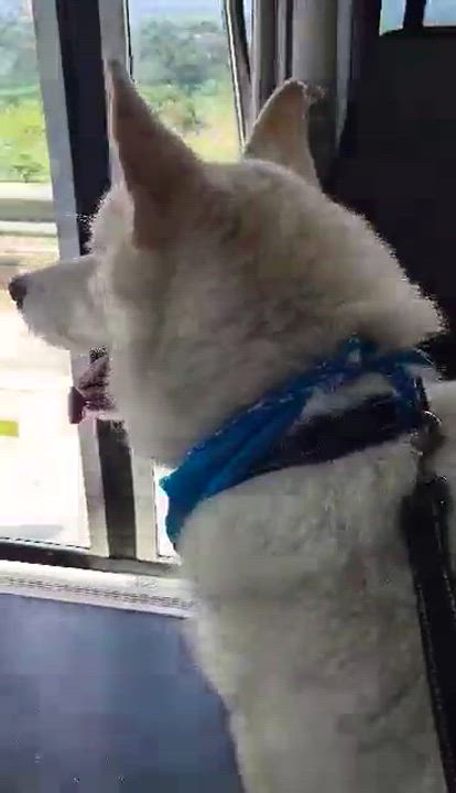 Enlarge Toby, a Adopted German Shepherd Dog in Corona, CA video 5/6