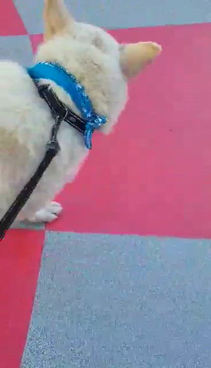 Enlarge Toby, a Adopted German Shepherd Dog in Corona, CA video 6/6