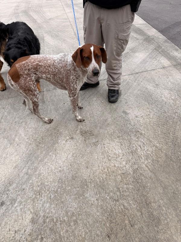 Charlie, Adoptable, Adult Male Coonhound.