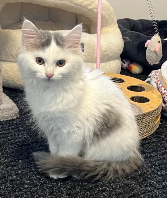 Priscilla and Merida