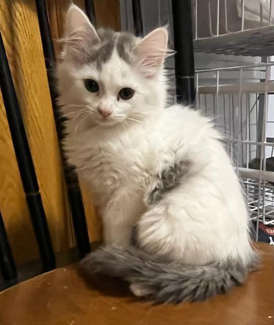 Priscilla and Merida